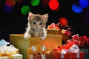 christmas-safety-cats-
