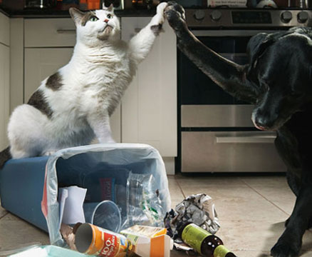 christmas-safety-cats-01