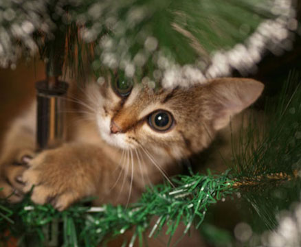 christmas-safety-cats-03