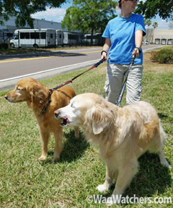 Dog walking in Port Charlotte FL