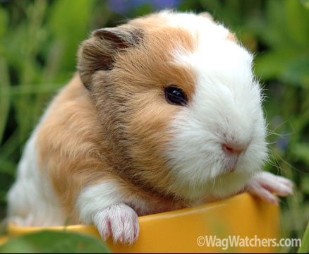 guinea-pig