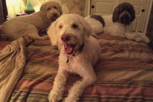 pet-taxi-sarasota-fl-t