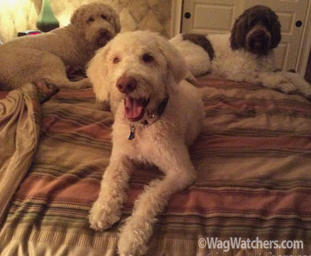 pet-taxi-sarasota-fl