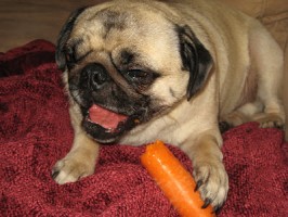 Pug eating a carrot