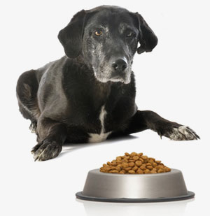 senior dog on canine health