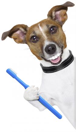 tooth-brush-pet-dental