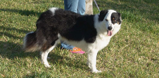 dog walking sarasota fl