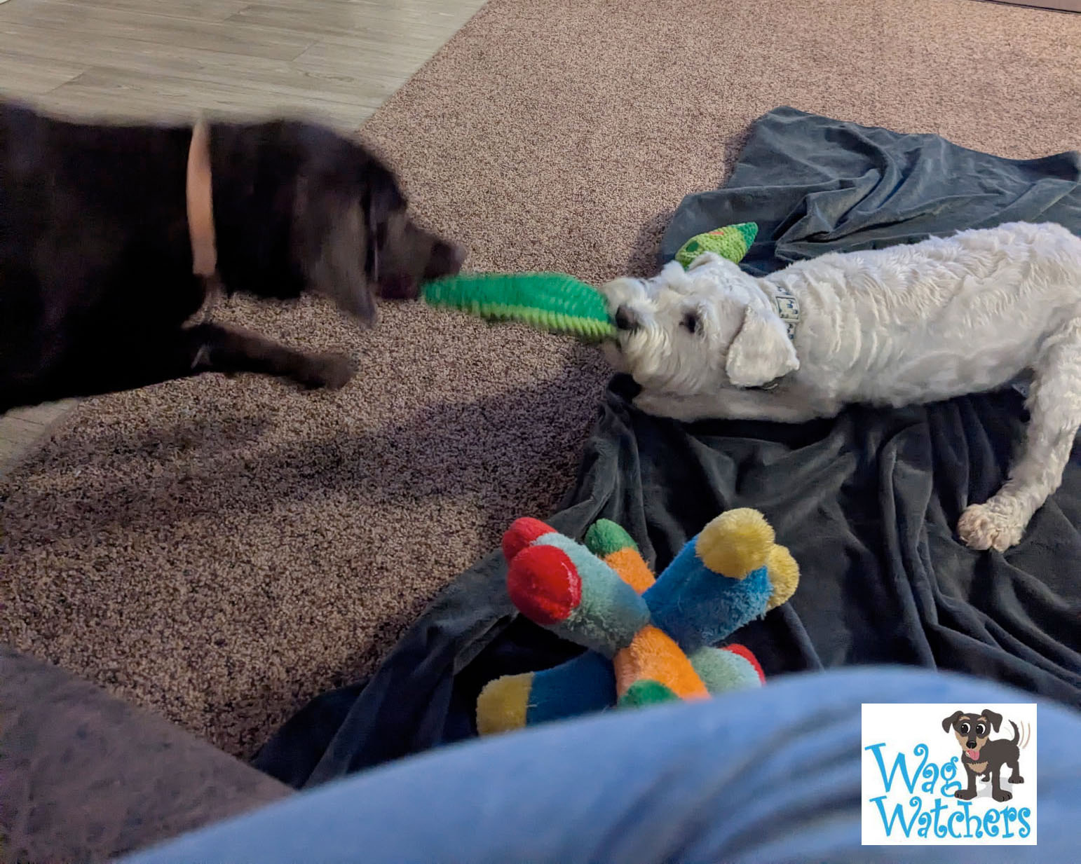 playtime