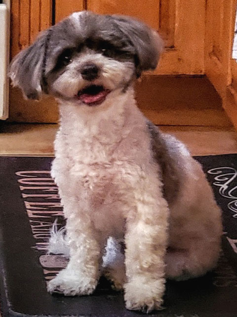 campions gate-dog sitting