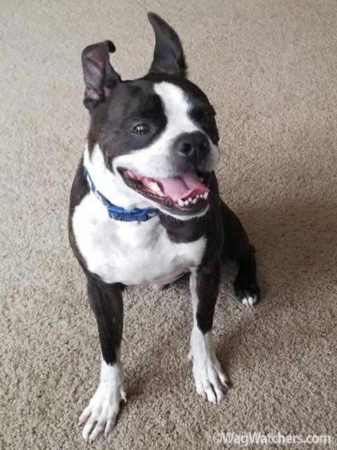 dog-walking-champions-gate-fl