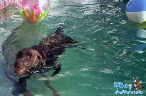 dog-boarding-sarasota-fl