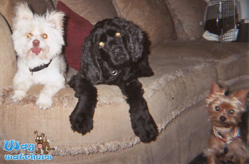 dog-day-care-sarasota-fl