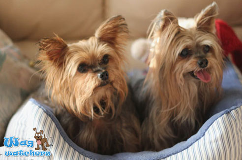 dog-daycare-sarasota-fl