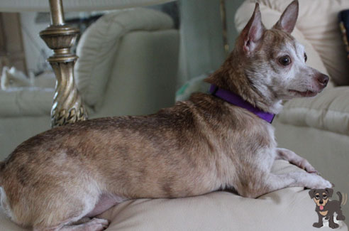 sarasota-fl-dog-care