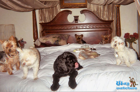 sarasota-fl-pet-hotel