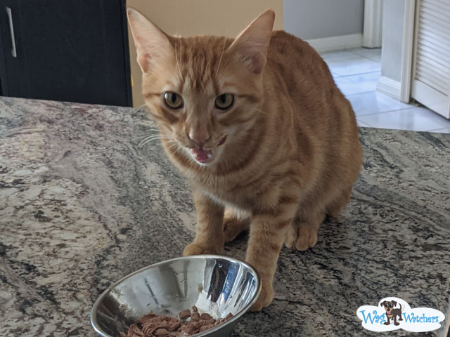 cat-visits--port-charlotte-