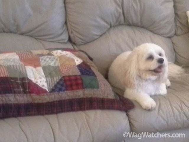 dog-daycare-punta-gorda