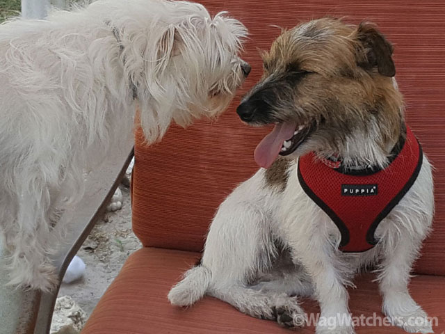 pet-sitting-punta-gorda