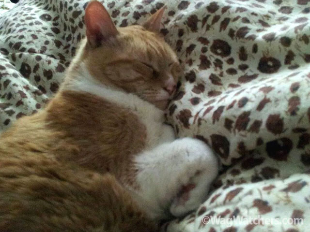 pet-visit-cat-punta-gorda