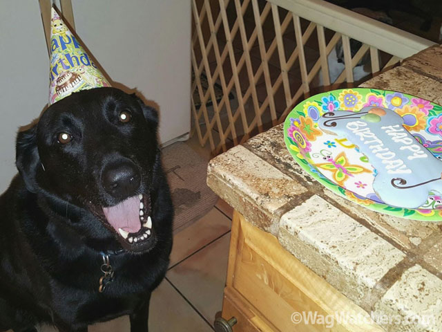 dog-birthday-parth