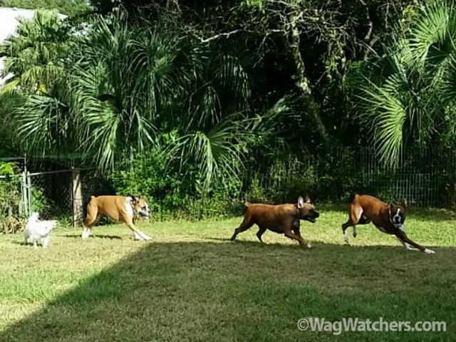 dog-day-care-north-port-fl