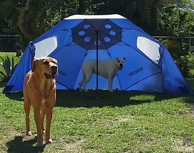 dog-daycare-north-port-fl