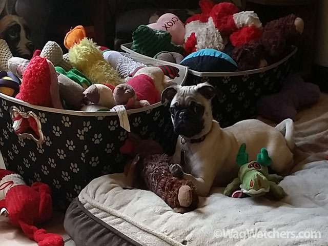 dog-sitting-north-port