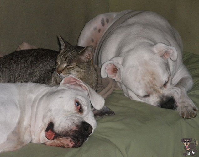 north-port-fl-dog-boarding