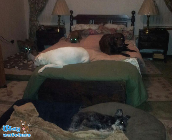 north-port-pet-hotel-fl