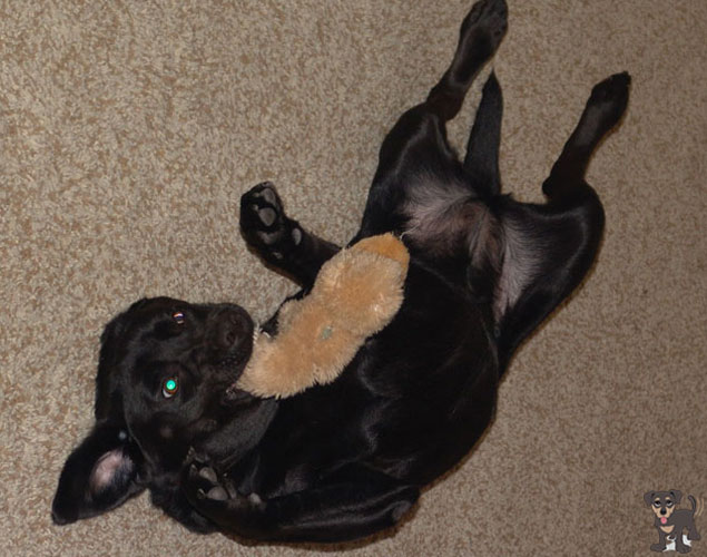 north-port-pet-sitting