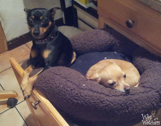 pet-hotel-north-port-fl