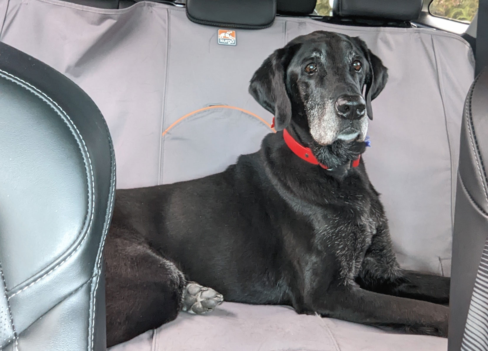 Pet transportation to New Mexico from Florida