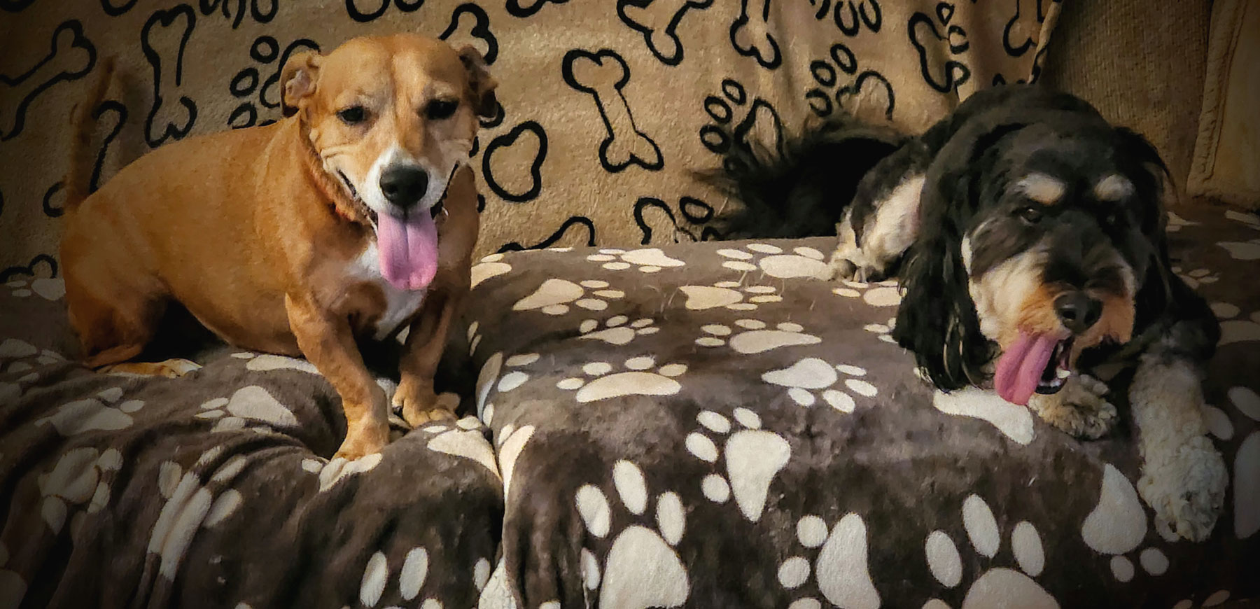 Dauschund and Bernie Doodle on couch