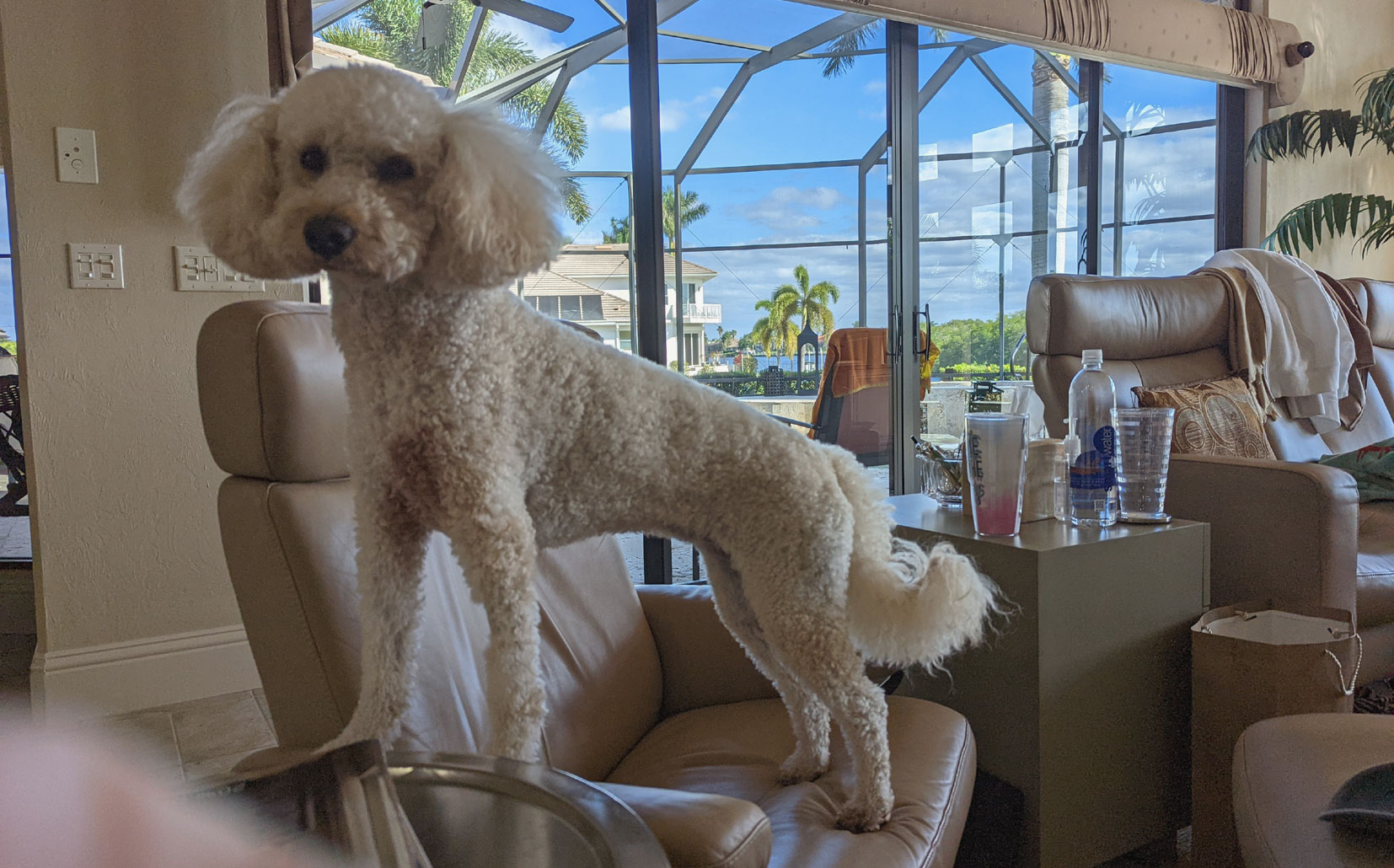 Golden sittting on couch