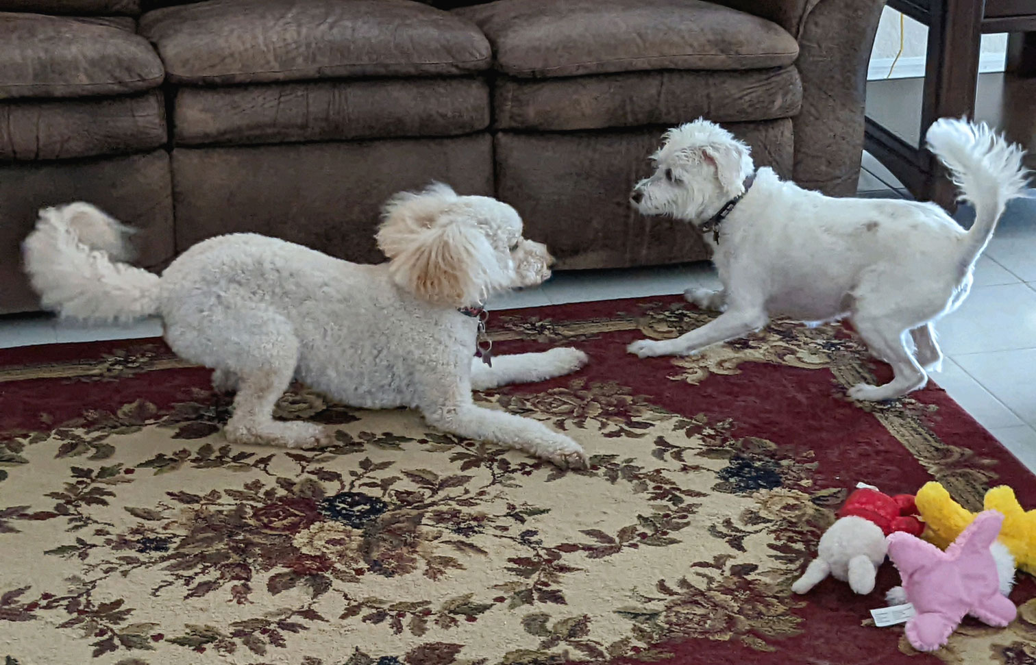 Goldendoodle and schanuzer playing