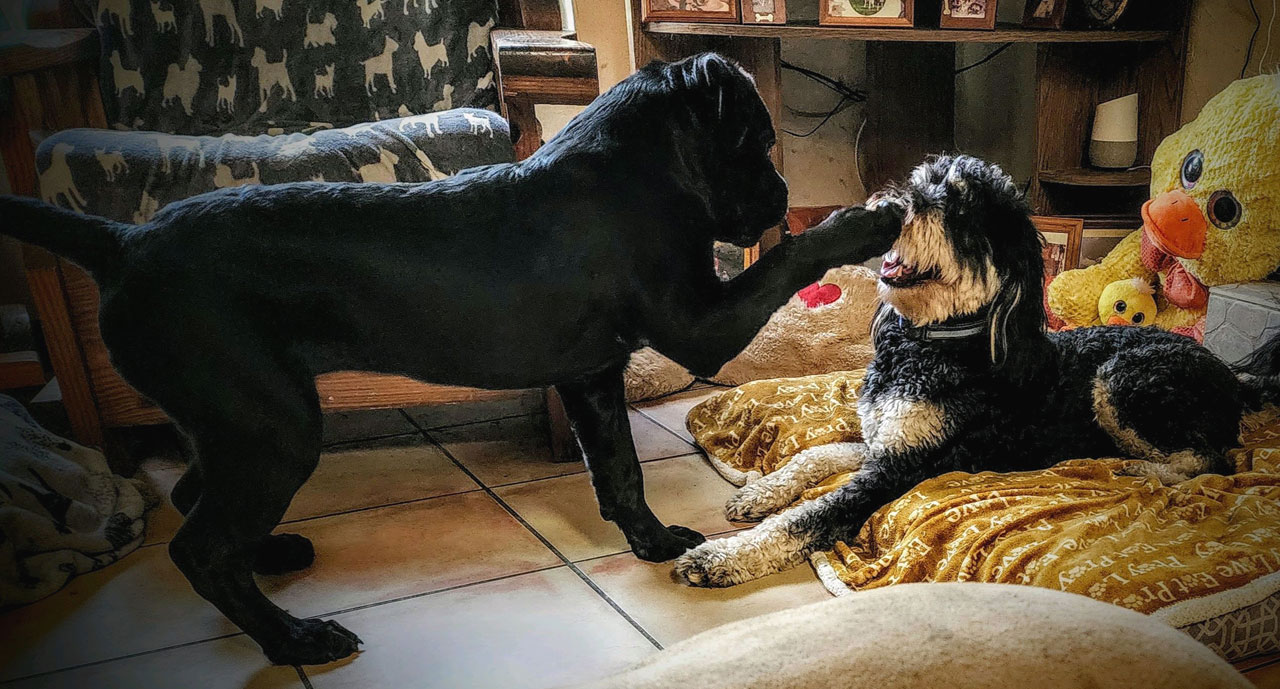 two dogs palying