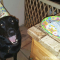 dog-birthday-parth