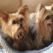 dog-daycare-sarasota-fl
