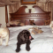 sarasota-fl-pet-hotel
